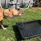 💐50% OFF ! Solar Bird Bath Pump – Bring Nature to Your Garden 🐦💧【Limited Offer】