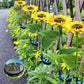 💐60% OFF ! Sunflower Solar Lights – Glowing Garden Decor 🌻🌙【Limited Offer】