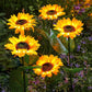 💐60% OFF ! Sunflower Solar Lights – Glowing Garden Decor 🌻🌙【Limited Offer】