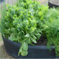 Fabric Round Raised Garden Bed Planter Pots For Planting Herb Flower Vegetable Potato Plants