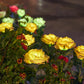 💐50% OFF ! Solar Rose Flower Lighting – Wireless, Auto-On at Dusk 🌼🔋【Flash Sale】