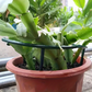 💐50% OFF ! Plant Grow Rings – Interlocking Support & Fall Prevention 🔗🧩【Limited Offer】