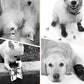 💐50% OFF ! Dog Shoes for Small to Medium Breeds – Protective & Secure Fit 🐶❤️【Limited Offer】