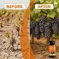 💐50% OFF ! Fruit & Berry Plant Food – Abundant Harvests Guaranteed 🍓📈 【Limited Offer】