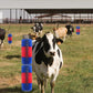 🐄 LIMITED-TIME 50% OFF! 🧹 Livestock Full Massage Grooming Scratching Brush – Deep Cleaning, Itch Relief & Easy Wall Mount 🌿